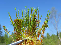 Attēlu rezultāti vaicājumam “Polytrichum strictum”