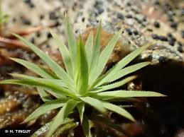 Attēlu rezultāti vaicājumam “Pogonatum urnigerum macro”