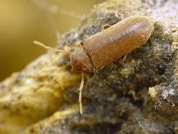 Attēlu rezultāti vaicājumam “Anobiidae”