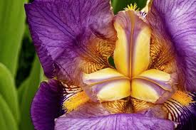 Image result for Iris