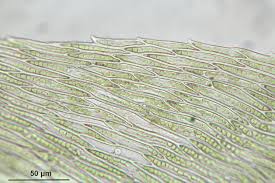 Attēlu rezultāti vaicājumam “Cirriphyllum piliferum”