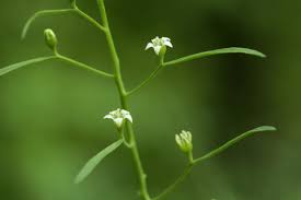 Attēlu rezultāti vaicājumam “Thesium ebracteatum”