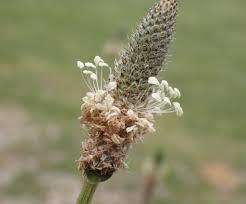Attēlu rezultāti vaicājumam “Plantago lanceolata fruit”