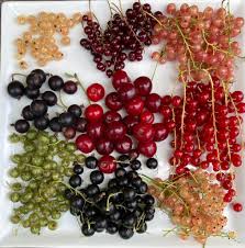 Attēlu rezultāti vaicājumam “Ribes rubrum fruit”