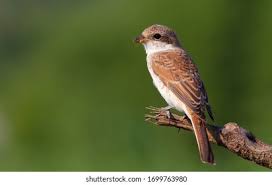 Attēlu rezultāti vaicājumam “Lanius collurio female”