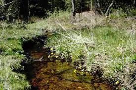 Attēlu rezultāti vaicājumam “Uromyces dactylidis”