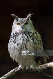 Attēlu rezultāti vaicājumam “Bubo bubo”