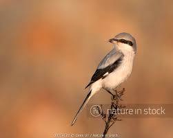 Attēlu rezultāti vaicājumam “Lanius excubitor”