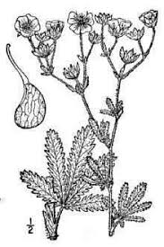 Image result for Potentilla recta