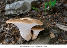 Attēlu rezultāti vaicājumam “Polyporus tuberaster”
