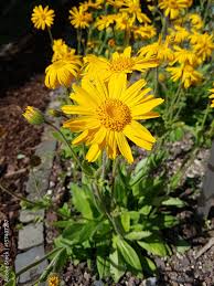 Image result for Arnika