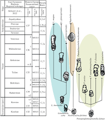 Attēlu rezultāti vaicājumam “Lycogala convexum young”