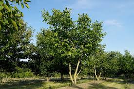 Attēlu rezultāti vaicājumam “Juglans regia”