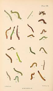 Attēlu rezultāti vaicājumam “Cyclophora pendularia”