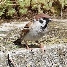 Attēlu rezultāti vaicājumam “Passer montanus adult”