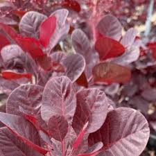 Attēlu rezultāti vaicājumam “Cotinus coggygria”