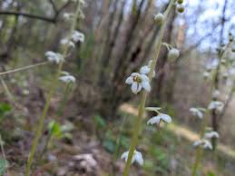 Attēlu rezultāti vaicājumam “Pyrola rotundifolia”