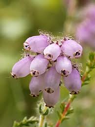 Attēlu rezultāti vaicājumam “Erica tetralix”