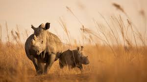 Image result for Rhyl Rhinos