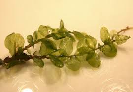 Attēlu rezultāti vaicājumam “Plagiomnium affine”