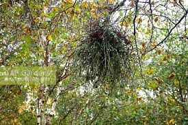 Attēlu rezultāti vaicājumam “Taphrina betulina”