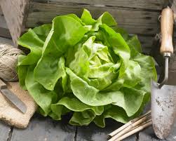 Attēlu rezultāti vaicājumam “Lactuca sativa”