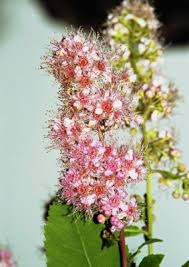 Attēlu rezultāti vaicājumam “Spiraea salicifolia flower”