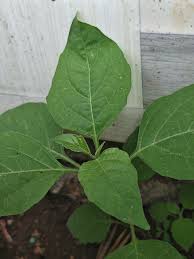 Attēlu rezultāti vaicājumam “Solanum nigrum leaf”