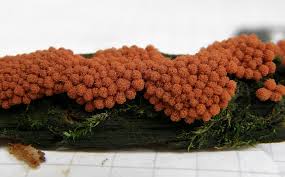 Attēlu rezultāti vaicājumam “Heterotrichia ferruginea (syn. Arcyria ferruginea)”