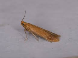 Attēlu rezultāti vaicājumam “Tischeria complanella larva”