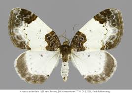 Attēlu rezultāti vaicājumam “Mesoleuca albicillata”