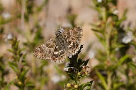 Attēlu rezultāti vaicājumam “Carcharodus floccifera upperside”
