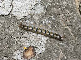 Attēlu rezultāti vaicājumam “Lasiocampa quercus larva”