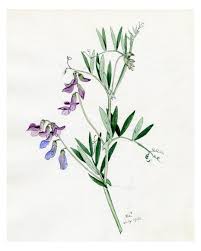 Attēlu rezultāti vaicājumam “Lathyrus palustris flower”