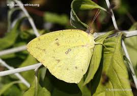 Attēlu rezultāti vaicājumam “Catoptria fulgidella”