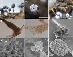 Attēlu rezultāti vaicājumam “Craterium sp.”