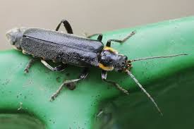 Attēlu rezultāti vaicājumam “Cantharis obscura”