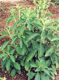 Image result for Stevia rebaudiana
