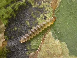 Attēlu rezultāti vaicājumam “Cameraria ohridella”