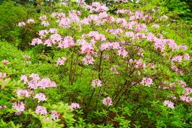 Attēlu rezultāti vaicājumam “Rhododendron periclymenoides”
