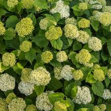 Attēlu rezultāti vaicājumam “Hydrangea arborescens subsp. discolor”