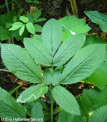 Attēlu rezultāti vaicājumam “Chaerophyllum aromaticum”