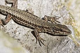 Attēlu rezultāti vaicājumam “Lacerta vivipara”