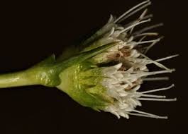 Attēlu rezultāti vaicājumam “Juncus nastanthus”