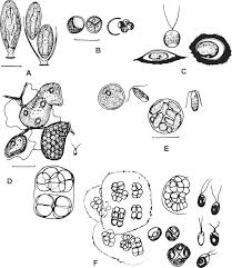 Attēlu rezultāti vaicājumam “Pleurococcus vulgaris”