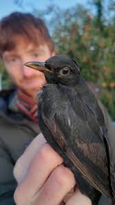 Attēlu rezultāti vaicājumam “Periparus ater adult”