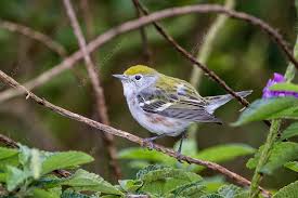 Image result for Dendroica pensylvanica