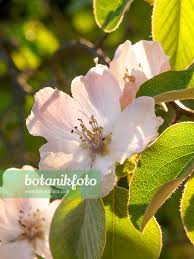 Attēlu rezultāti vaicājumam “Cydonia oblonga flower”
