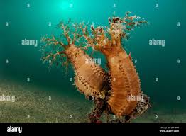 Image result for Cucumaria frondosa
