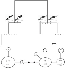 Image result for Pterodroma hasitata